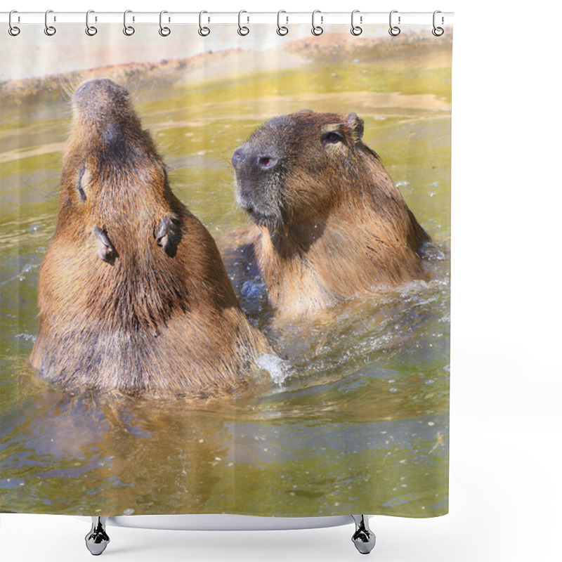 Personality  Love Making Couple Of The Capybara Shower Curtains