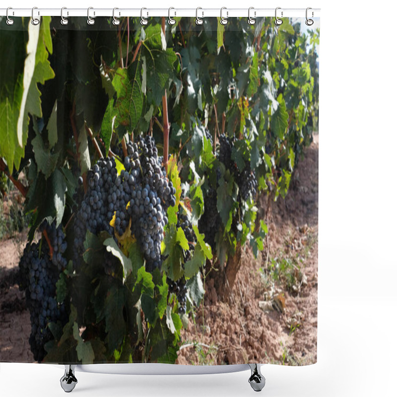 Personality  Bunches Of Grapes On The Vines. Shower Curtains