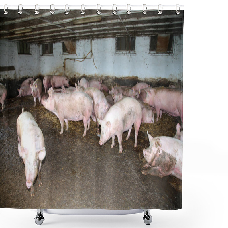 Personality  Group Of Pregnant Domestic Sows  Shower Curtains