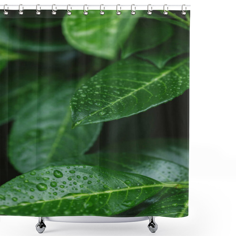 Personality  Close Up Of Leaves With Water Drops After Dew Shower Curtains