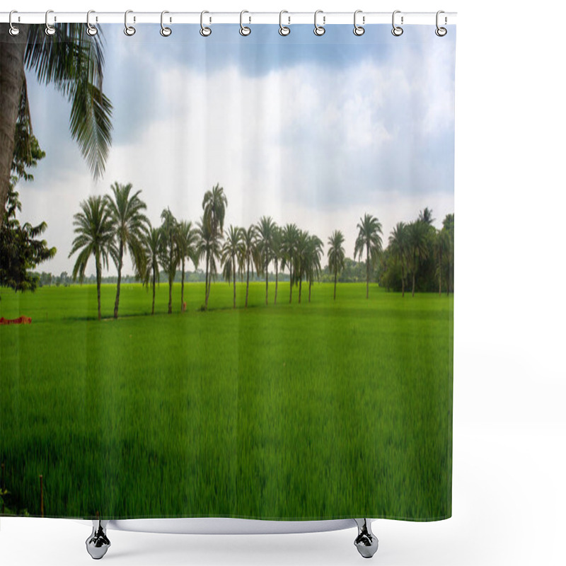 Personality  Some Date Palm Trees Standing In The Green Paddy Field In Jessore, Bangladesh. Shower Curtains