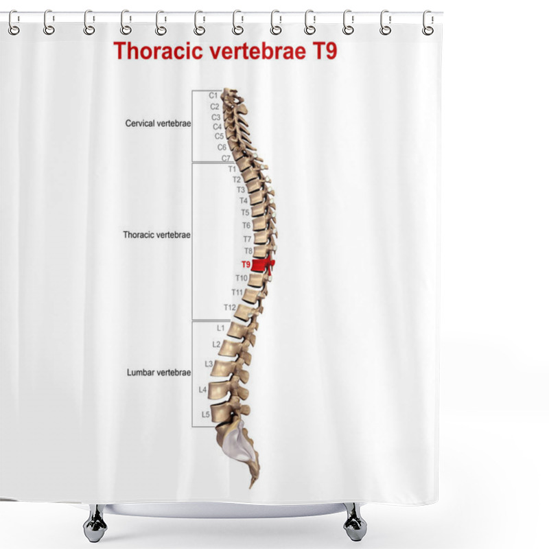 Personality  3d Thoracic Vertebrae Shower Curtains