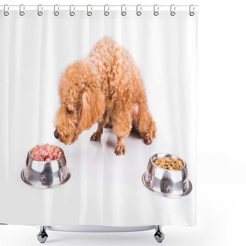 Personality  Poodle Dog Choosing Between Raw Meat Or Kibbles As Meal Shower Curtains