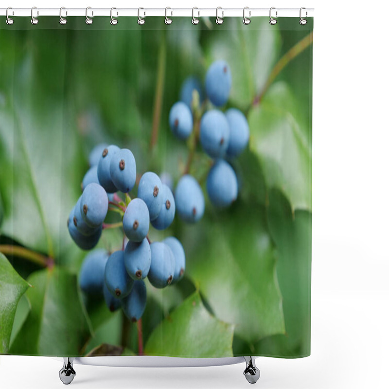 Personality  Blue Berries Of Oregon Grape Root Or Mahonia Aquifolium Or Trailing Mahonia Or Holly-leaved Barberry. Photo From Botanical Garden In Kyiv, Ukraine Shower Curtains