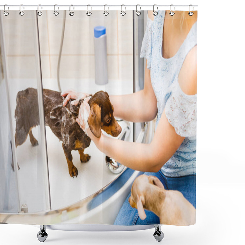 Personality  Woman Taking Care Of Her Little Dog. Female Washing, Cleaning Dachshund Under The Shower. Animals Hygiene Concept. Shower Curtains