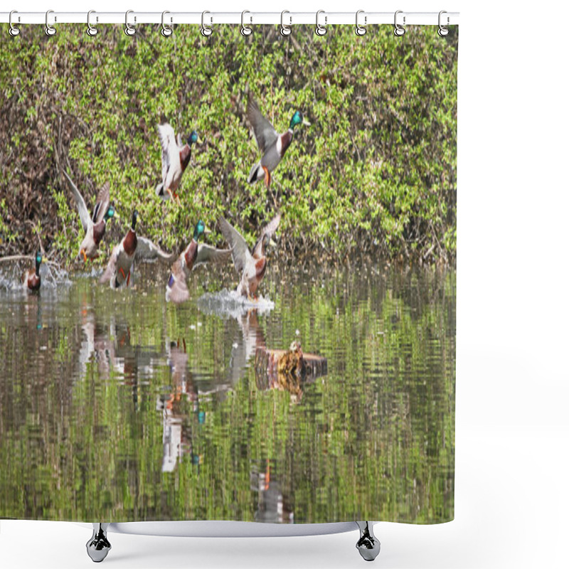 Personality  Wild Ducks Flying In The Park . Mallard Duck In Nature In The Lake. Cover Photo With Ducks. Birds Background. Fauna Pattern. Birds And Animals In Wildlife. Mallard (Anas Platyrhynchos) Swimming. No Sharpen Shower Curtains