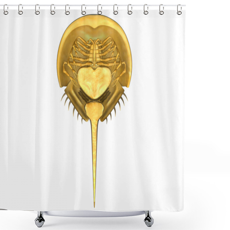 Personality  Limulus Horseshoe Crab Shower Curtains