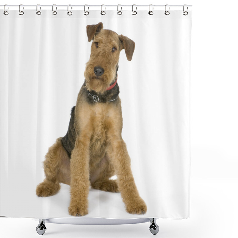 Personality  Airedale Terrier (1 Year) Shower Curtains