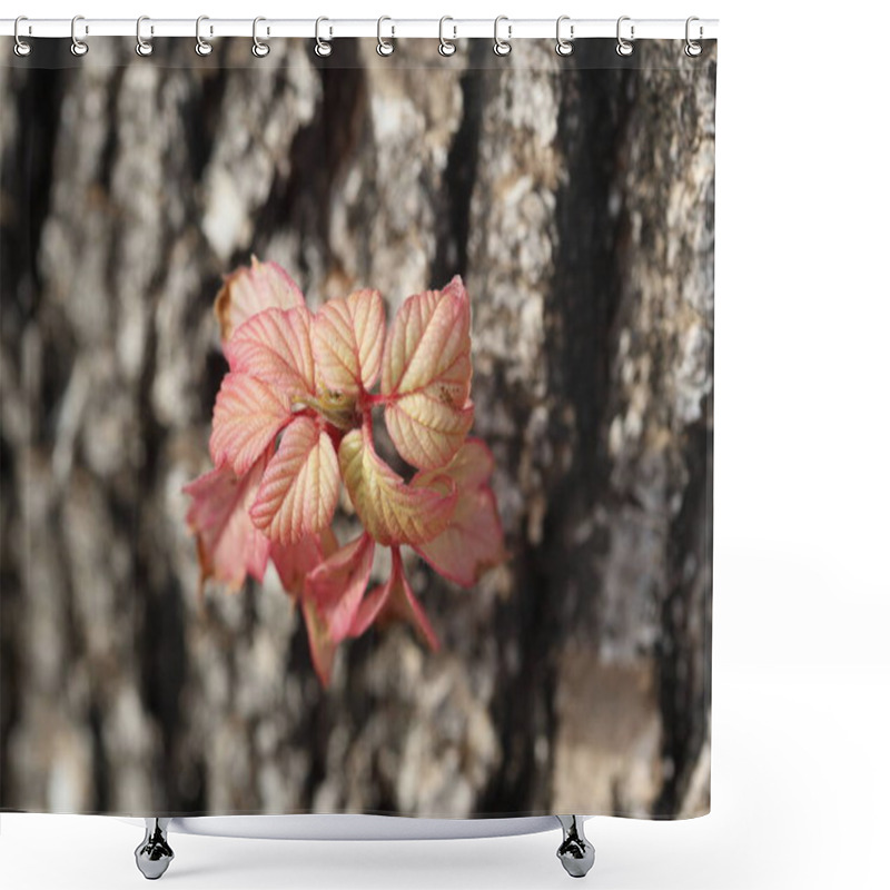 Personality  Young Shoots With Red Leaves. Ash Tree (Fraxinus Sp) Shower Curtains