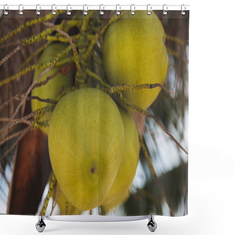 Personality  Close-up Shot Of Branch Of Green Coconuts Growing On Palm Tree Shower Curtains