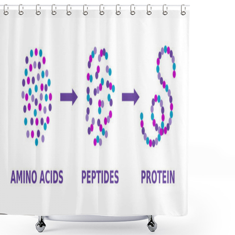 Personality  Protein Structure. Amino Acids, Peptides, Protein. Proteins Formation Model. Scientific Diagram. Proteins Molecule Synthesis. Molecule Made Of Long Chains Of Polypeptides. Vector Illustration.  Shower Curtains