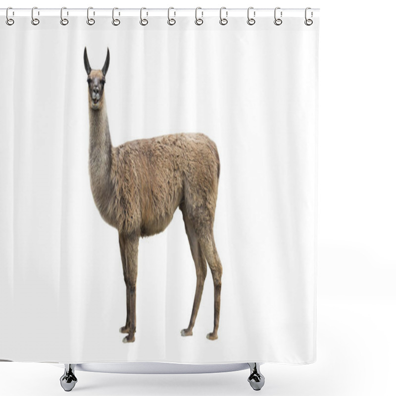 Personality  Llama On White  Shower Curtains