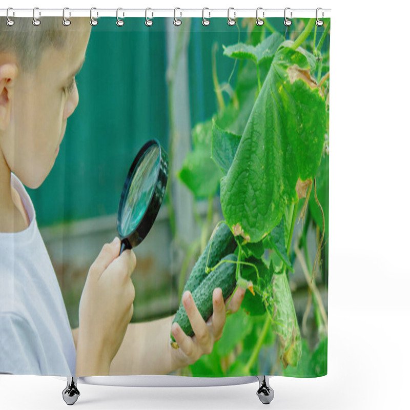 Personality  Child Exploring Cucumbers With A Magnifying Glass Outdoors. Shower Curtains