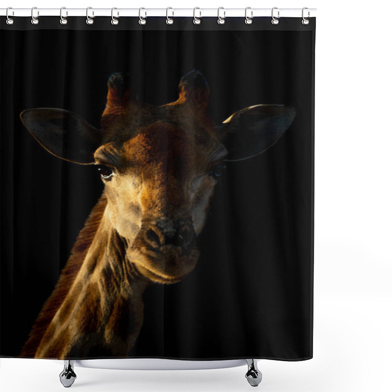 Personality  Close-up Of Southern Giraffe With Black Background Shower Curtains