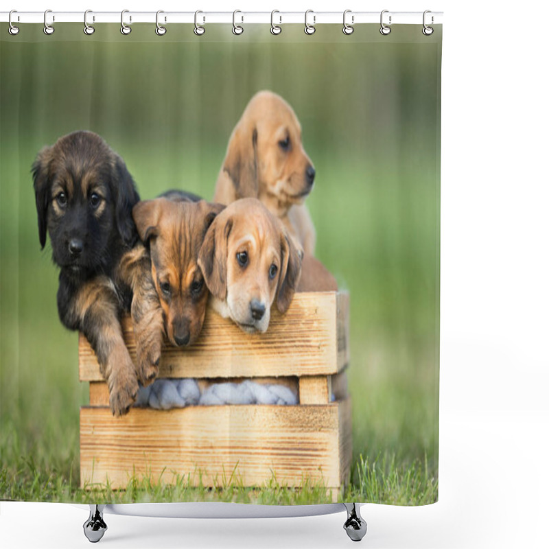 Personality  A Group Of Cute Puppies In A Wooden Crate On The Grass Shower Curtains