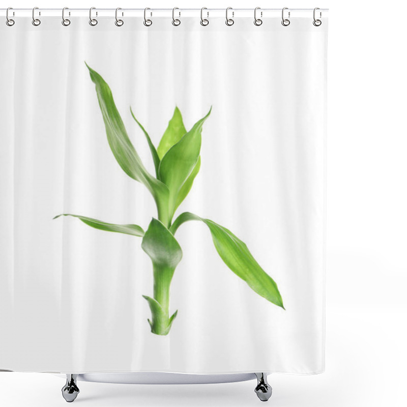 Personality  Beautiful Green Bamboo Leaves On White Background Shower Curtains