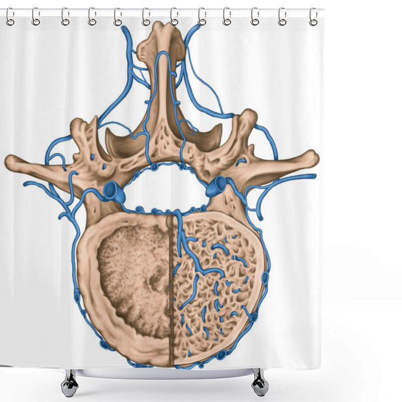 Personality  Intercostal Veins And Venous Plexuses Of The Vertebral Canal, Second Lumbar Vertebra, Lumbar Spine, Vertebral Bones, Vertebra, Trunk Wall, Anatomy Of Human Skeletal System, Superior View Shower Curtains