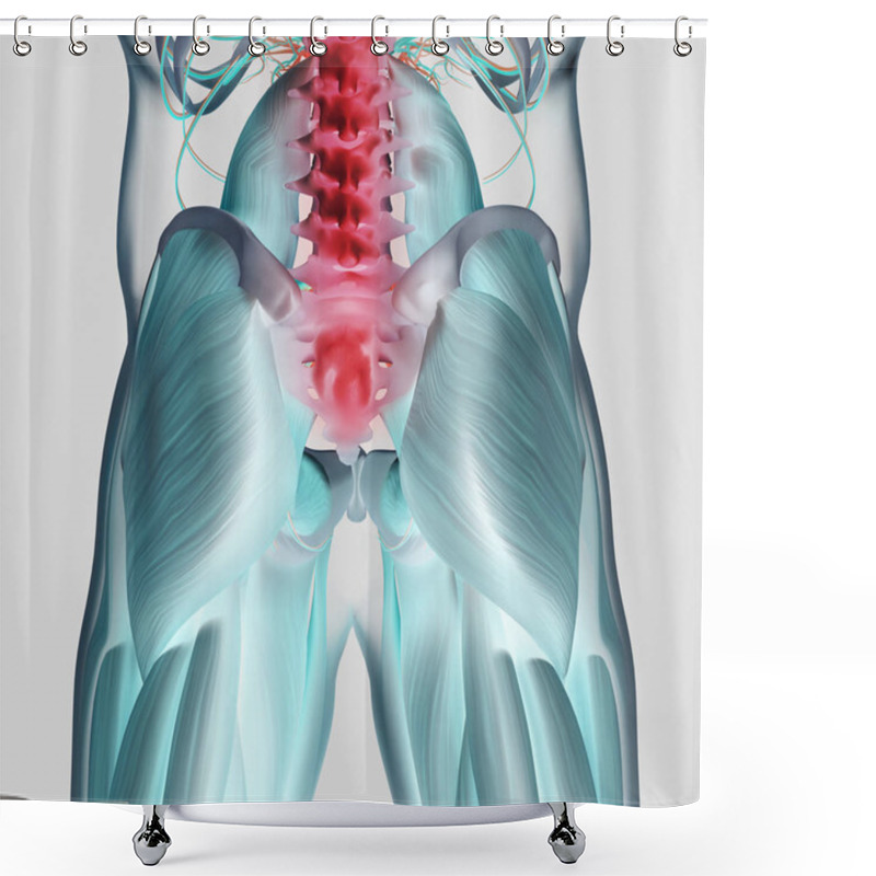 Personality  Human Spine And Pelvis Anatomy Model Shower Curtains