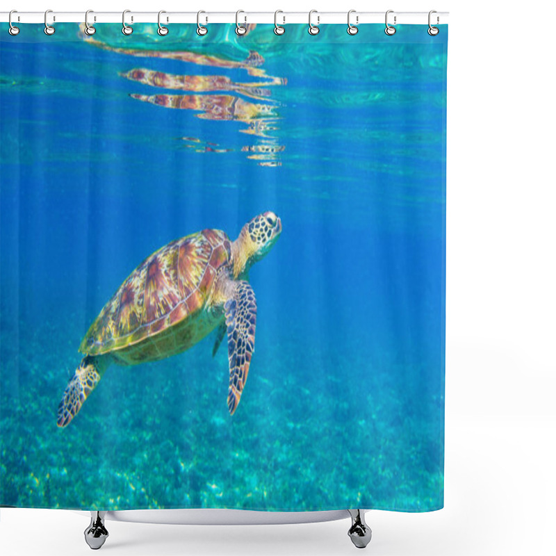 Personality  Sea Turtle In Sunlight. Tropical Lagoon Green Turtle Underwater Photo. Wild Marine Animal In Natural Environment. Shower Curtains