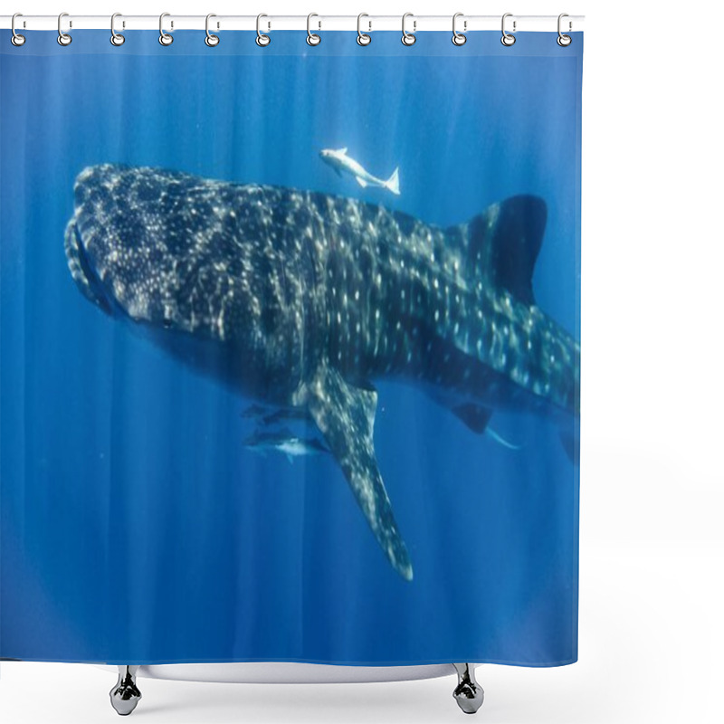 Personality  Whale Shark In The Indian Ocean Shower Curtains