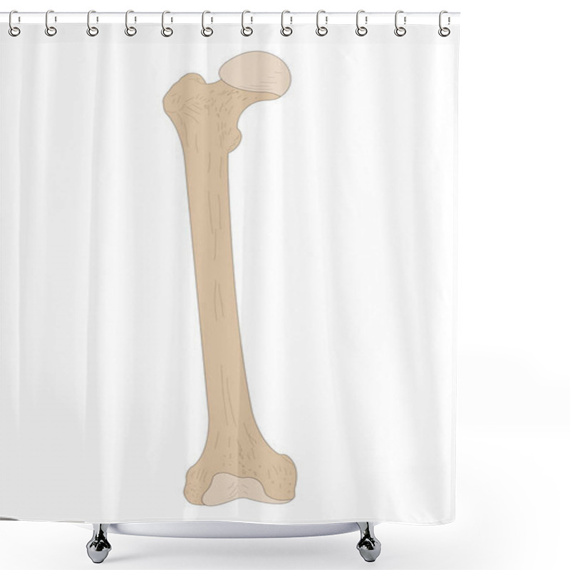 Personality  Right Femur. Anterior (ventral) View. Shower Curtains