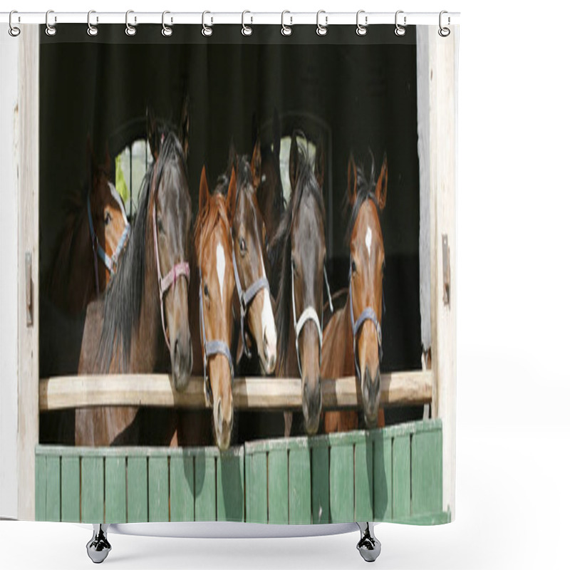 Personality  Thoroughbred Young Horses Looking Over Wooden Barn Door In Stabl Shower Curtains