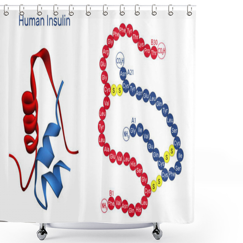 Personality  Human Insulin Molecule. It Is Peptide Hormone, Produced By Beta Cells Of The Pancreas, Used For The Treatment Of Hyperglycemia. Molecular Model. 3D Rendering Shower Curtains