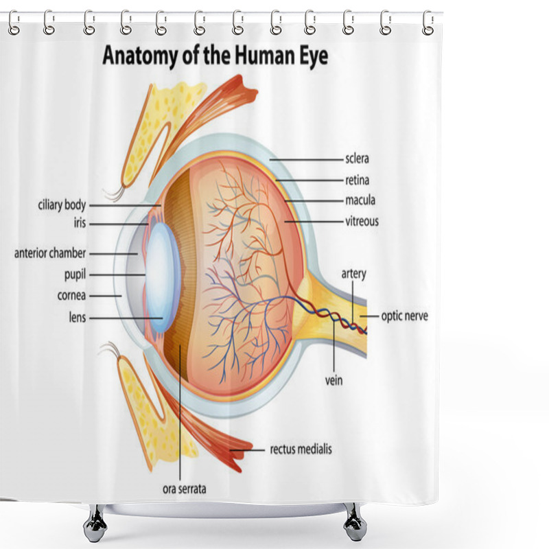 Personality  Human Eye Anatomy Shower Curtains