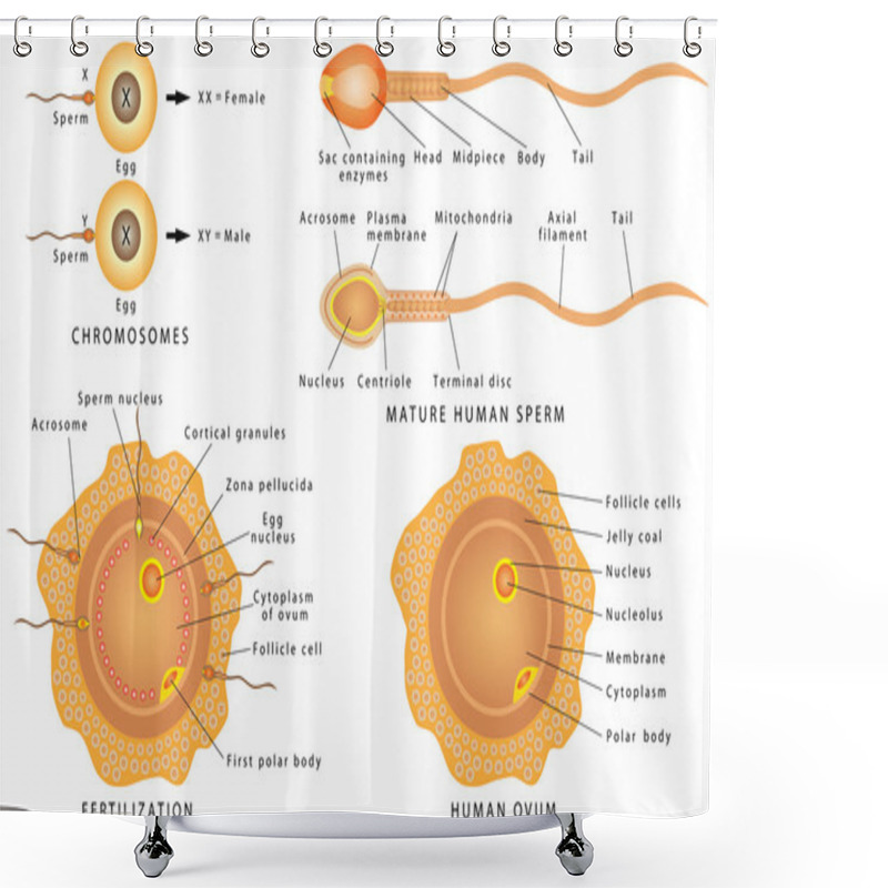 Personality  Ovum And Sperm. Shower Curtains