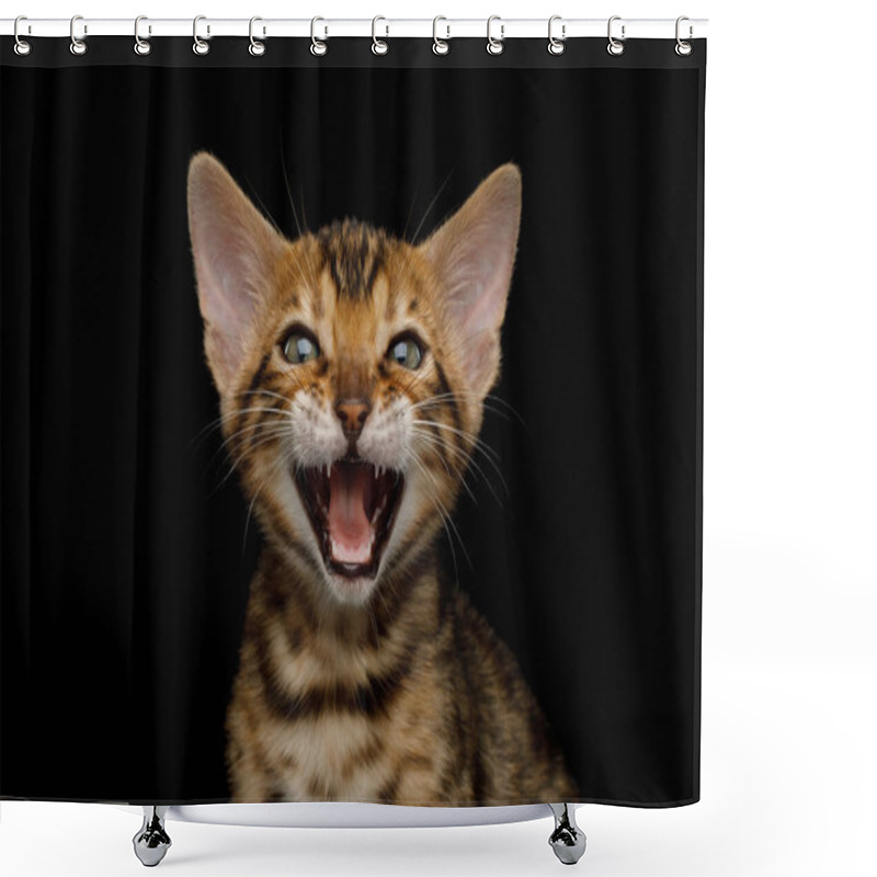 Personality  Close Up Portrait Of Meowing Bengal Kitten On Isolated Black Background Front View Shower Curtains