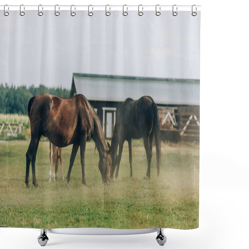 Personality  Brown Horses Eating Green Grass While Pasturing On Field Near Barn Shower Curtains