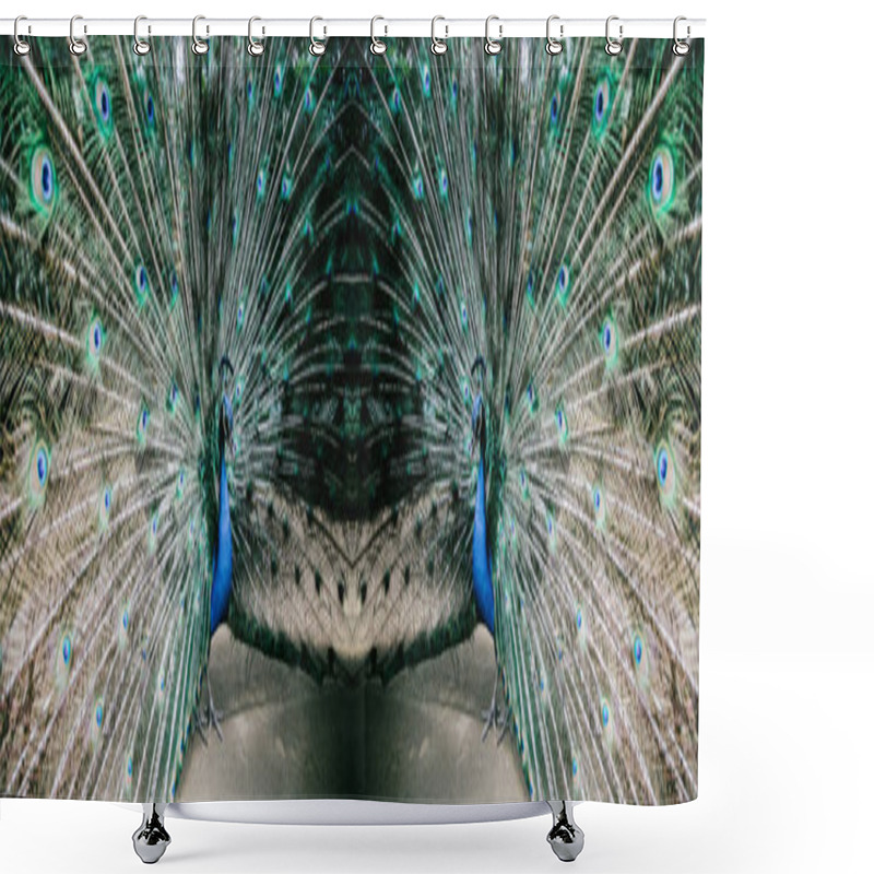 Personality  Male Peacock Bird. Open Feathers Tail. Pavo Cristatus  Shower Curtains