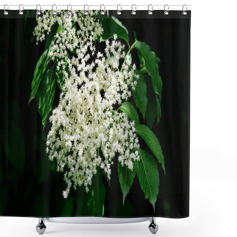 Personality  Many Delicate White Flowers And Green Blurred Leaves Of Sambucus Tree, Known As Elder Or Elderberry In A Sunny Spring Garden In Scotland, Beautiful Outdoor Floral Background Shower Curtains