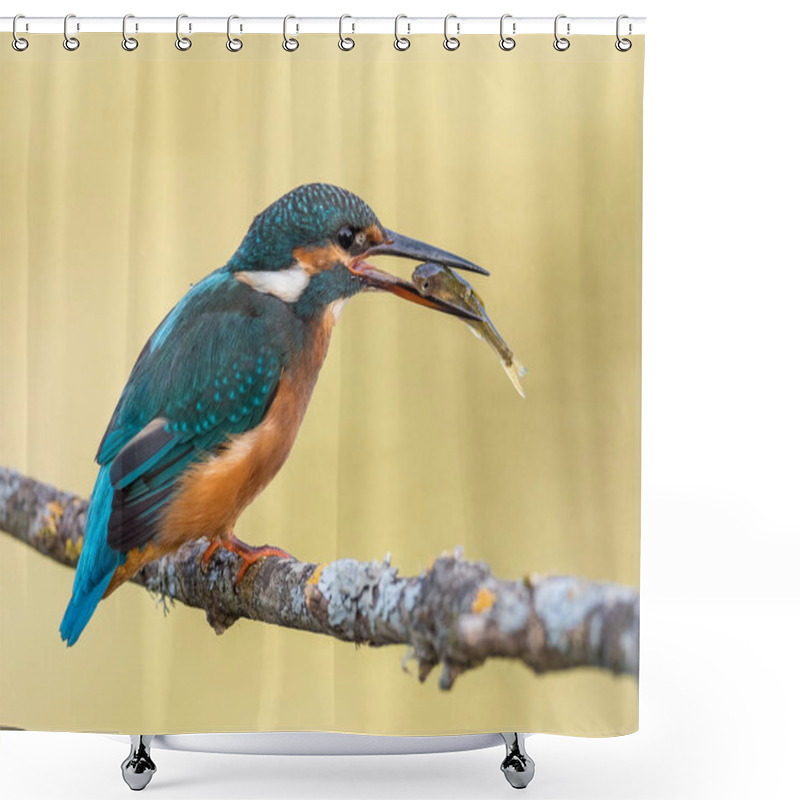 Personality  Kingfisher Bird (Alcedo Atthis) Eating A Fish Shower Curtains