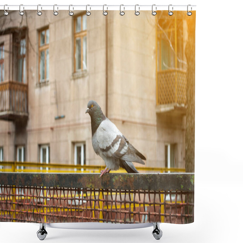 Personality  Close-up Of A Pigeon Perched On A Rusty Metal Fence With A Residential Building In The Background. Captures The Contrast Between Urban Wildlife And City Architecture, Perfect For Urban Nature Themes Shower Curtains