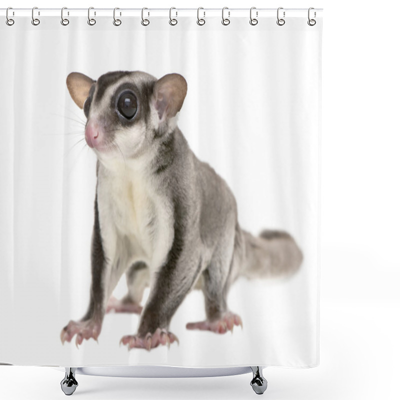 Personality  Sugar Glider - Petaurus Breviceps (3years Old) Shower Curtains