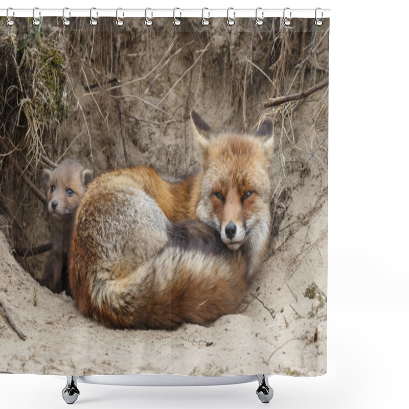 Personality  Mother Fox Resting Near Burrow With Her Cubs Shower Curtains