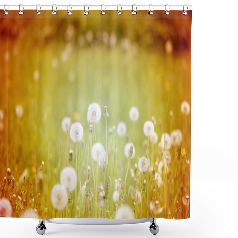 Personality  Beautiful Flowers  Dandelions Shower Curtains