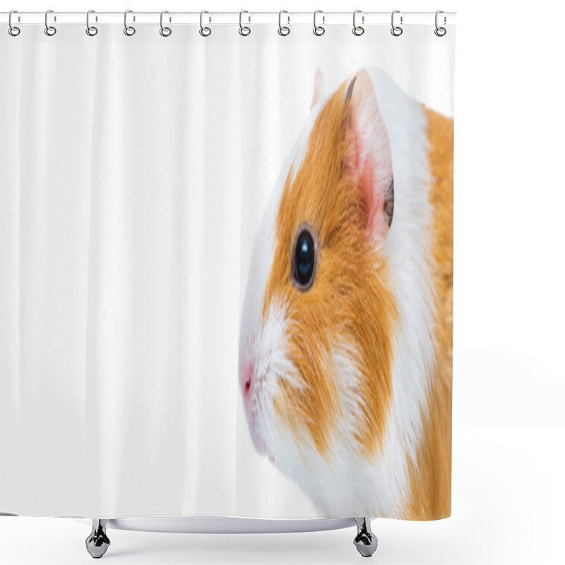 Personality  Cute Guinea Pig Close Up - Animal Portrait. Guinea Pig Studio Portrait Isolated On A White Background With Copy Space. Shower Curtains