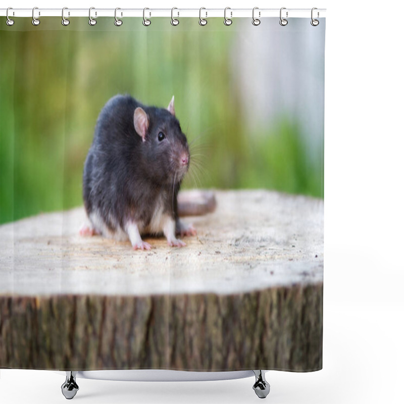 Personality  Beautiful Black Pet Rat Portrait Outdoors Shower Curtains