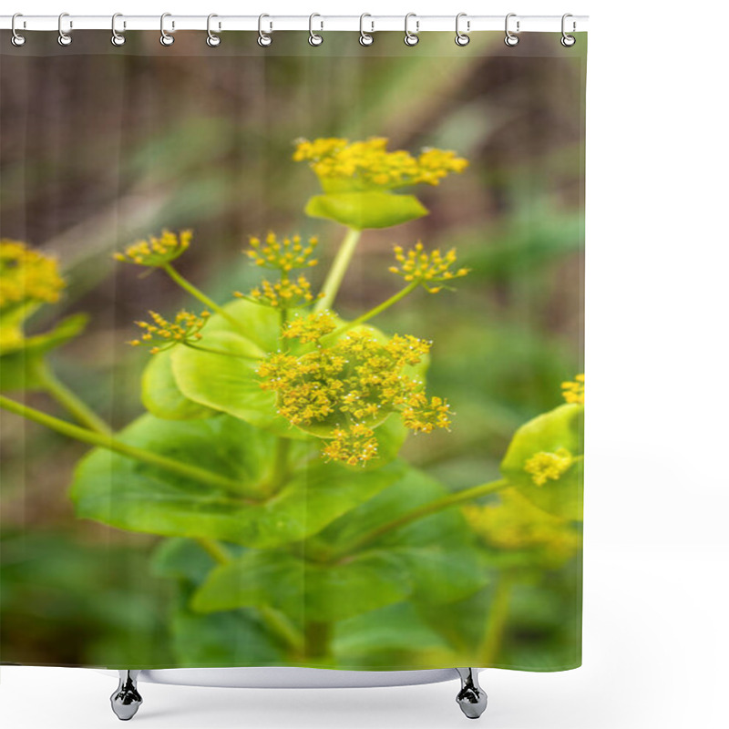 Personality  Smyrnium Perfoliatum Subspecies Rotundifolium, Round-leaved Alexanders, Horse Parsley, Euphorbia-like Biennial That Will Seed About. Lime-green Flowers During Late Spring. Shower Curtains