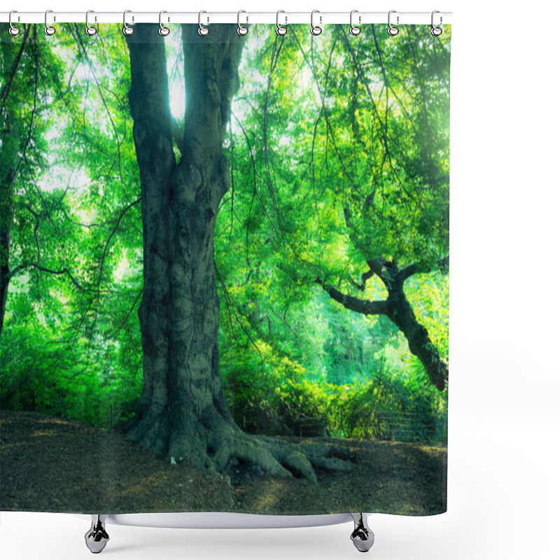 Personality  Nature Scene With Trees In Summertime From Central Park, NYC Shower Curtains