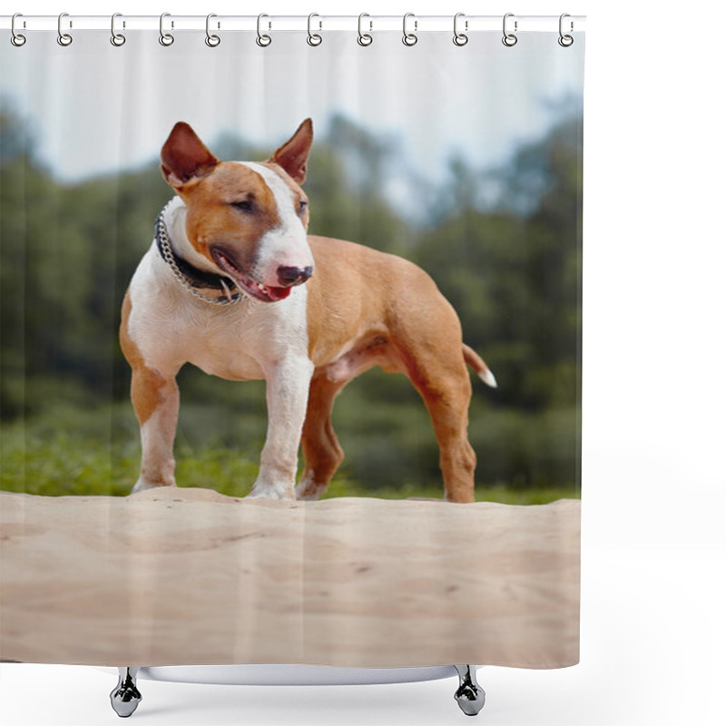 Personality  Bull Terrier Shower Curtains