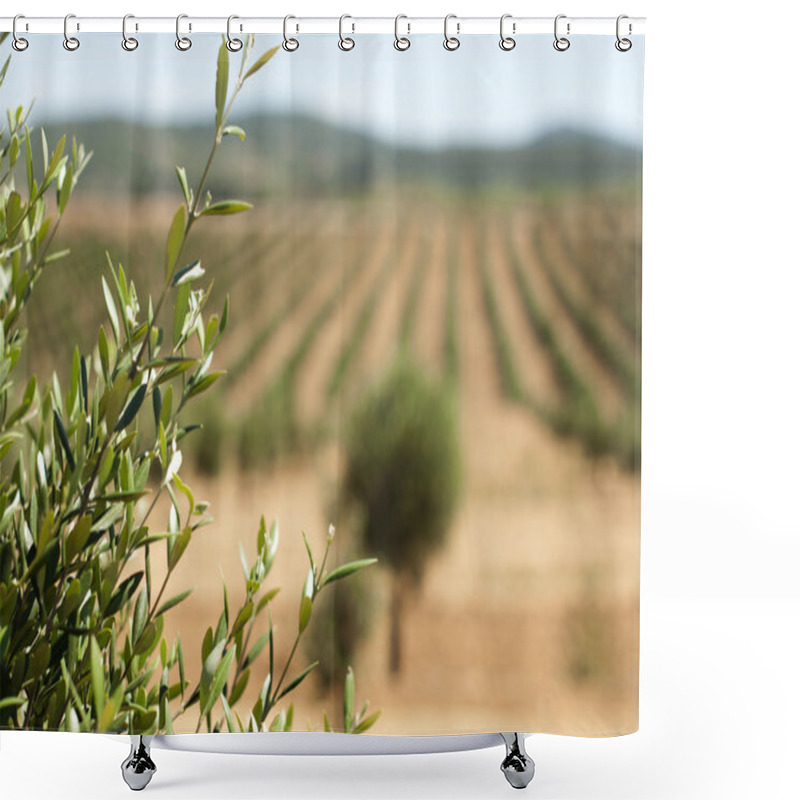 Personality  Young Olive Trees Shower Curtains