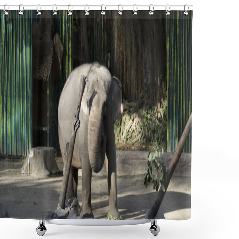 Personality  Asian Elephant Eating Leaves In A Shaded Zoo Enclosure With Vibrant Green Bamboo Walls And Natural Sunlight Filtering Through The Trees Shower Curtains