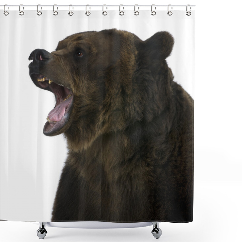 Personality  Grizzly Bear, 10 Years Old, Standing Upright Against White Background Shower Curtains