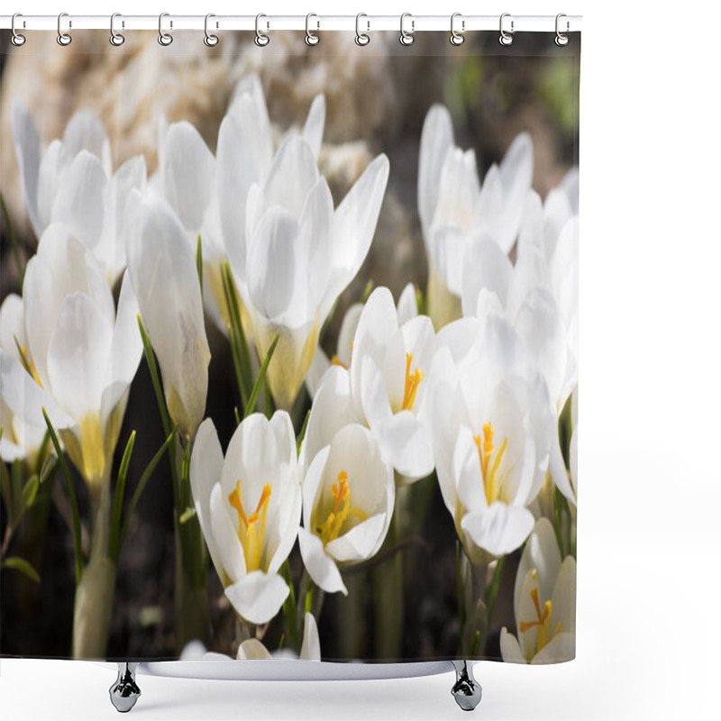 Personality  A Bee Collects Nectar On Crocus Shower Curtains