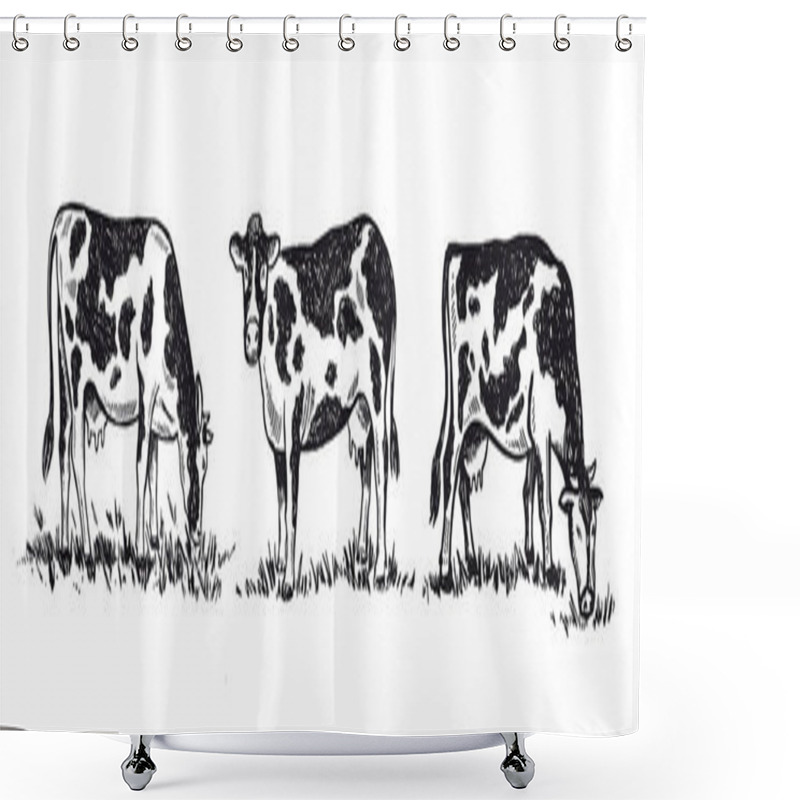 Personality  Cows Chew Grass Set, Hand Drawn Illustrations. Shower Curtains