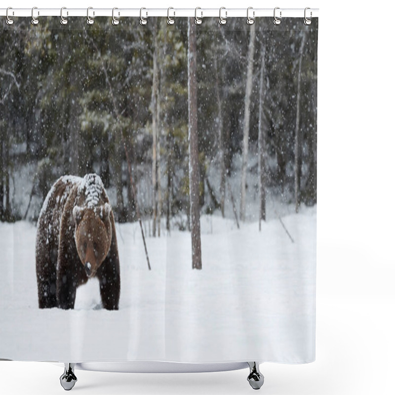 Personality  Brown Bear In Winter Shower Curtains