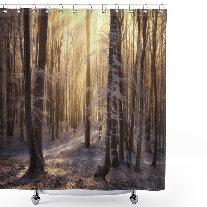 Personality  Sun Light In Winter Forest Shower Curtains